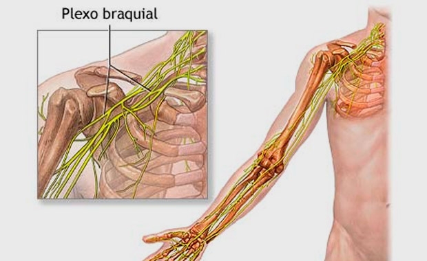 plexo-braquial