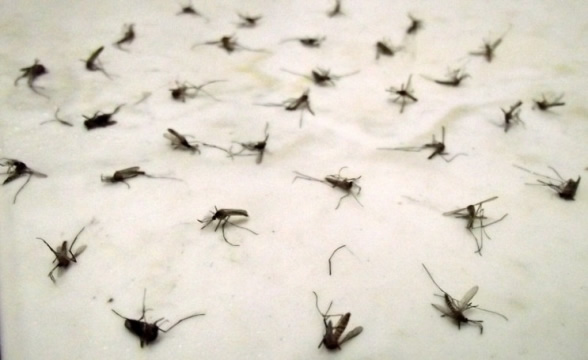 remedios-caseiros-para-afastar-mosquitos