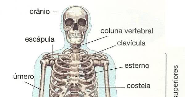 52d048ddf3d18-ossos-do-corpo-humano
